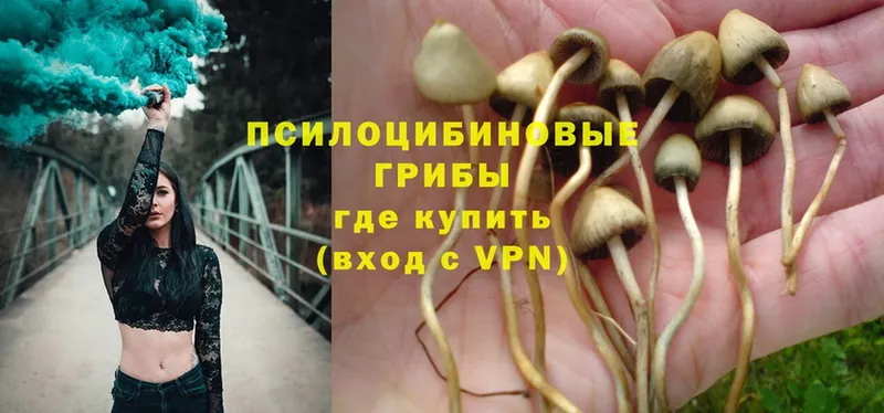 hydra   Апрелевка  Псилоцибиновые грибы Psilocybe  хочу  